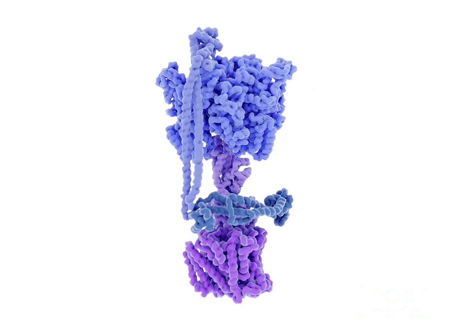 atp-synthase-enzyme-complex-photograph-by-juan-gaertner-science-photo-library