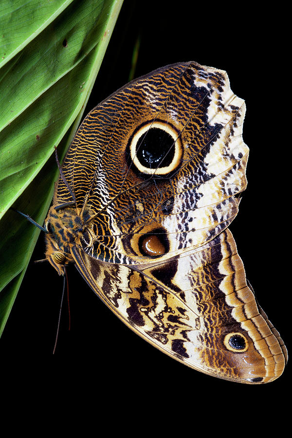 Atreus Owl Butterfly Photograph by James Christensen