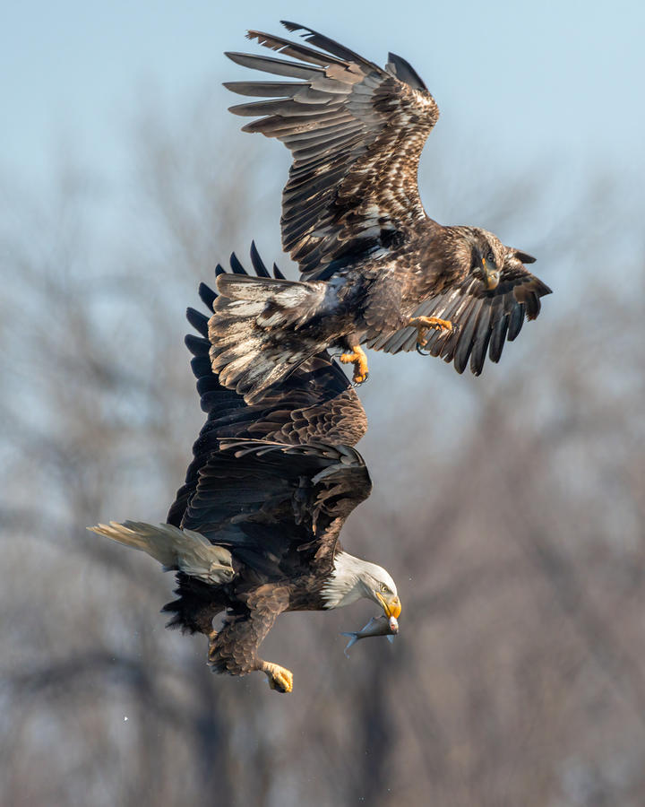 Eagle Photograph - Attack From Above by Jian Xu