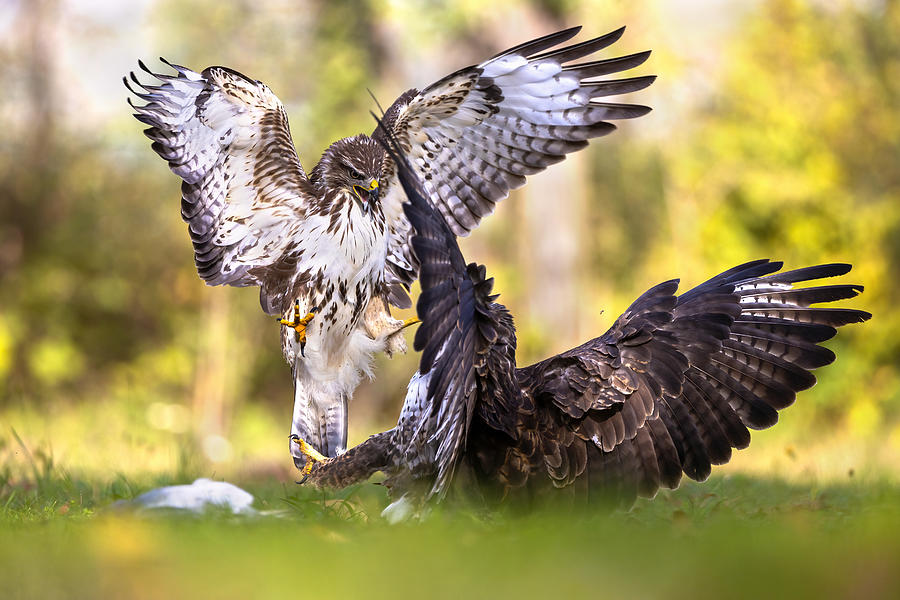 Attack!!! Photograph by Marco Redaelli - Fine Art America