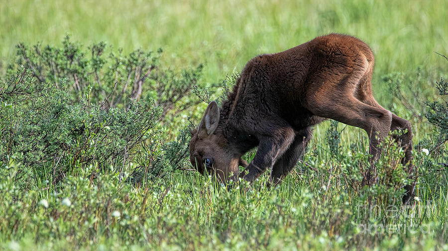 The Attack of Mighty Moose Photograph by Jim Garrison