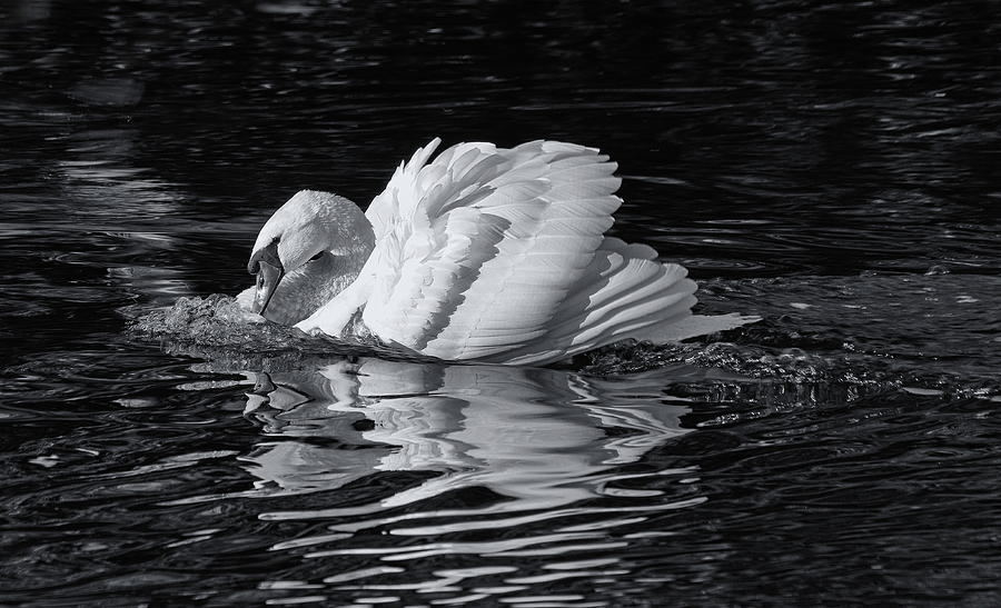 Attacking Swan Monochrome Photograph by Jeff Townsend