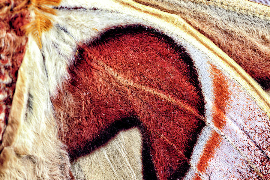Attacus Moth Wing Macro Photograph by John Rizzuto
