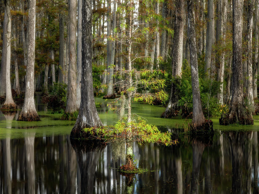Attention Cypress Gardens Sc Photograph By Donnie Whitaker