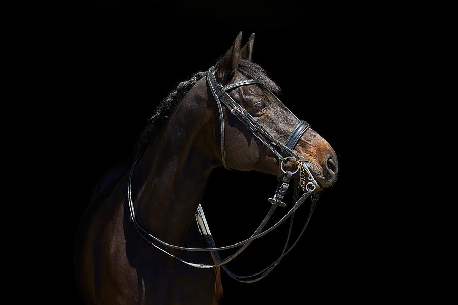 Horse Photograph - Attention by Ulrike Leinemann