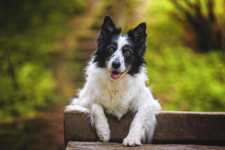 Animal Photograph - Attentive Border Collie Sits On Wooden Beam In Nature by Davorin Baloh