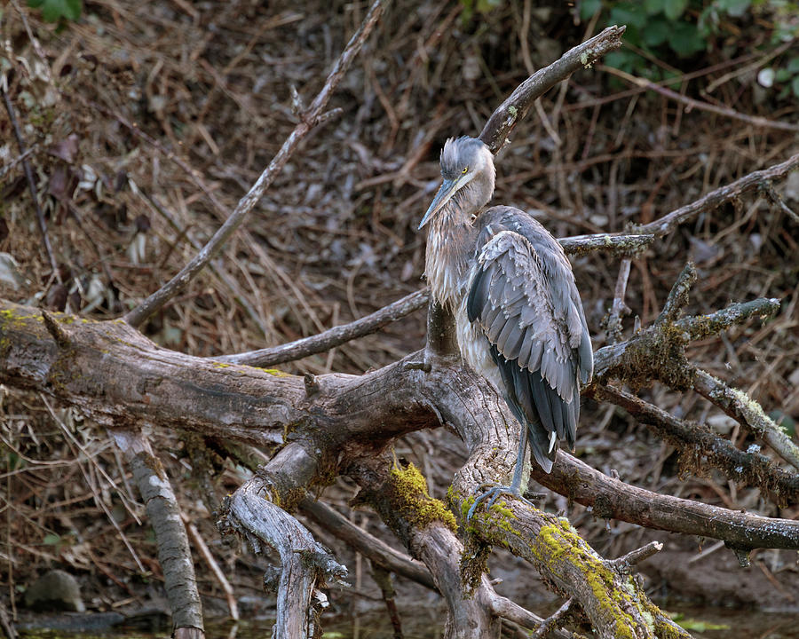 Blue Heron Perched on a Branch Photograph by Catherine Avilez