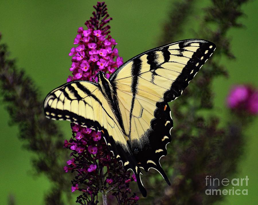 Attractive Eastern Tiger Swallowtail Photograph