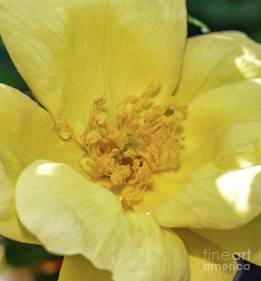 Attractive Knock Out Rose by Cindy Treger Attractive Knock Out Rose by Cindy Treger