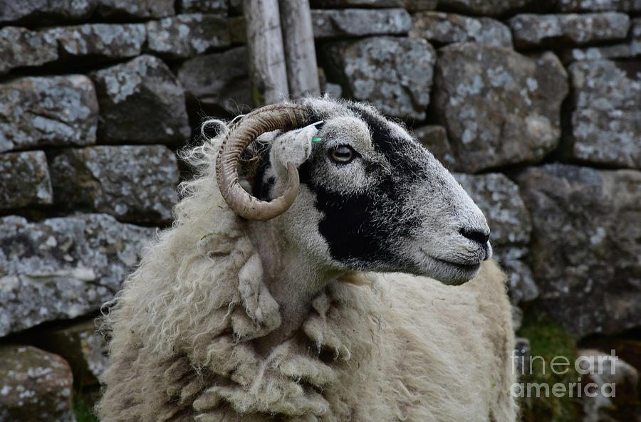 Attractive Swaledale Sheep with Curled Horns In front of a Wall Photograph by DejaVu Designs