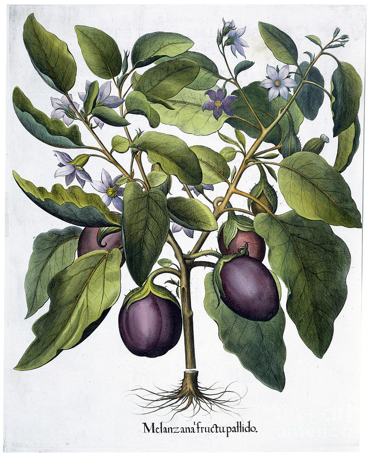 Aubergine 1613 Drawing by Heritage Images