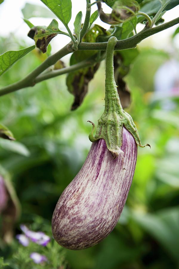 Aubergine On The Plant Photograph by Claudia Timmann