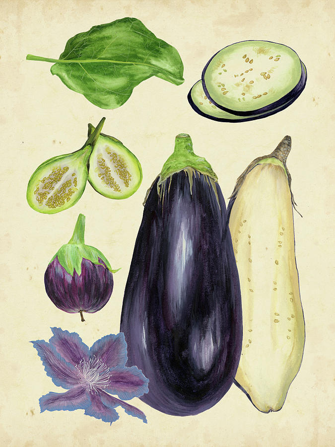 Fruit Painting - Aubergine Study II by Melissa Wang