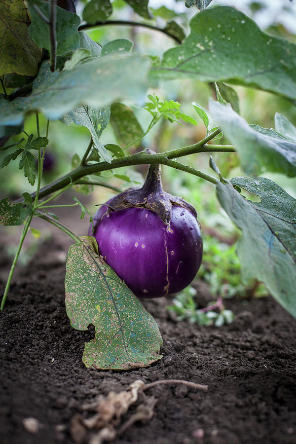 Aubergines In A Field Photograph by Eising Studio