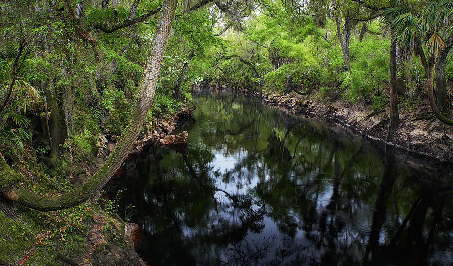 Aucilla River Photograph by Bill Chambers