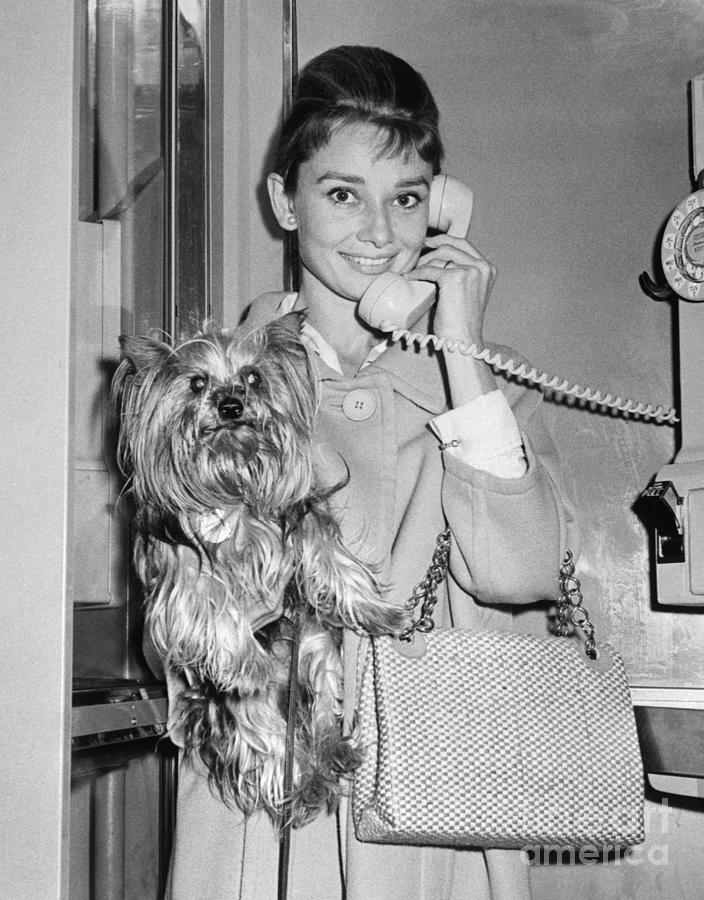 Audrey Hepburn Talking On The Phone Photograph by Bettmann