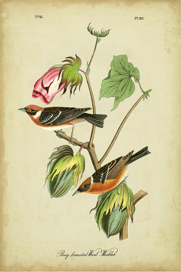 Animal Painting - Audubon Bay Breasted Warbler by John James Audubon