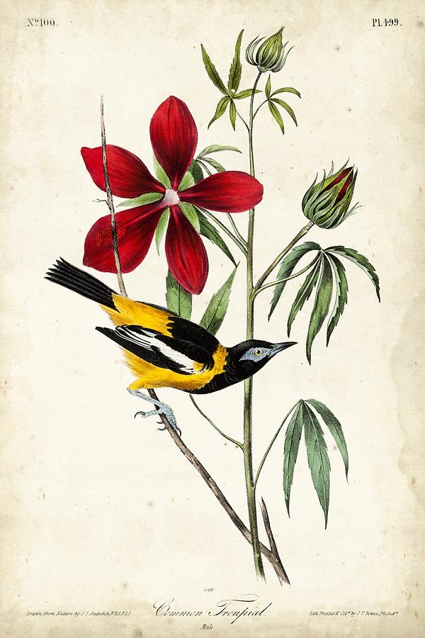 Audubon Bird & Botanical I Painting By John James Audubon - Fine Art ...