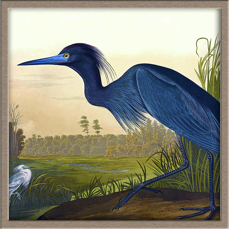 Audubon Birds of America Havell Gallery Icon Drawing by Orchard Arts
