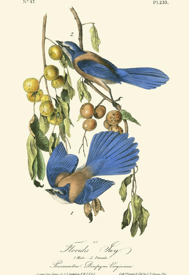 Audubon Florida Jays Painting by John James Audubon