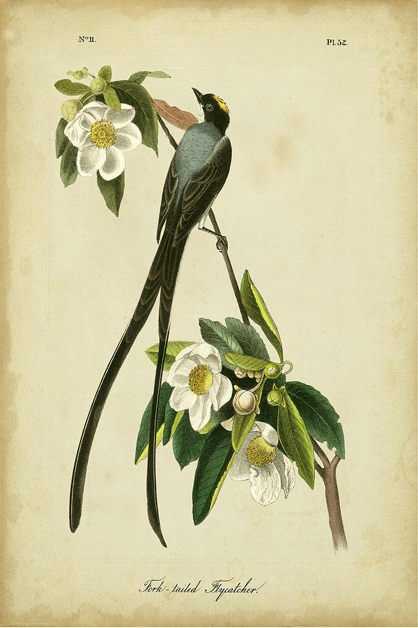 Audubon Fork-tailed Flycatcher Painting by John James Audubon