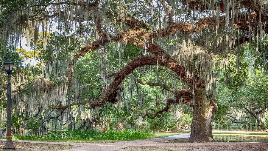 Audubon Park, New Orleans, La Photograph by Minnetta Heidbrink