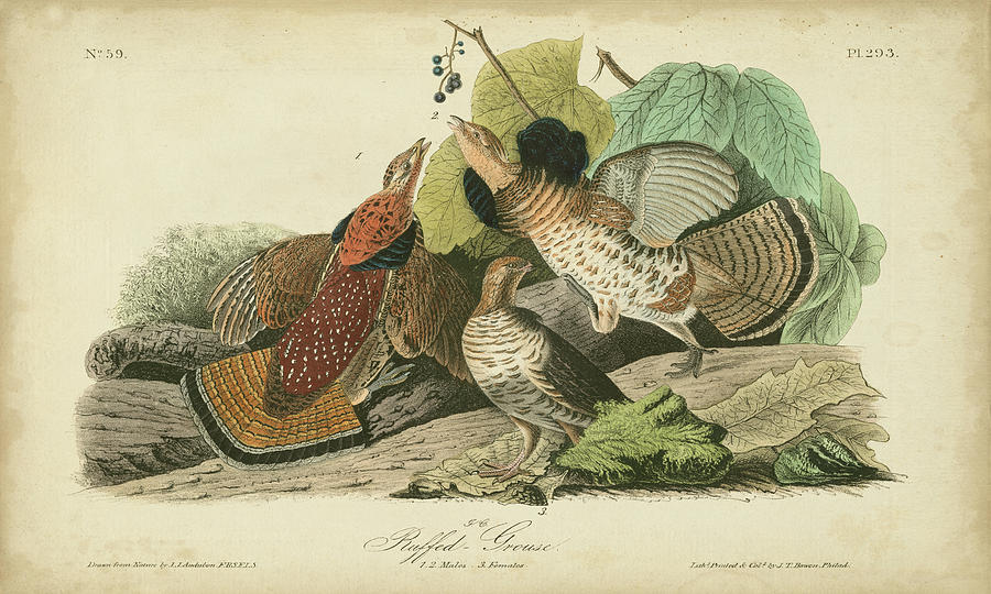 Audubon Ruffed Grouse Painting by John James Audubon