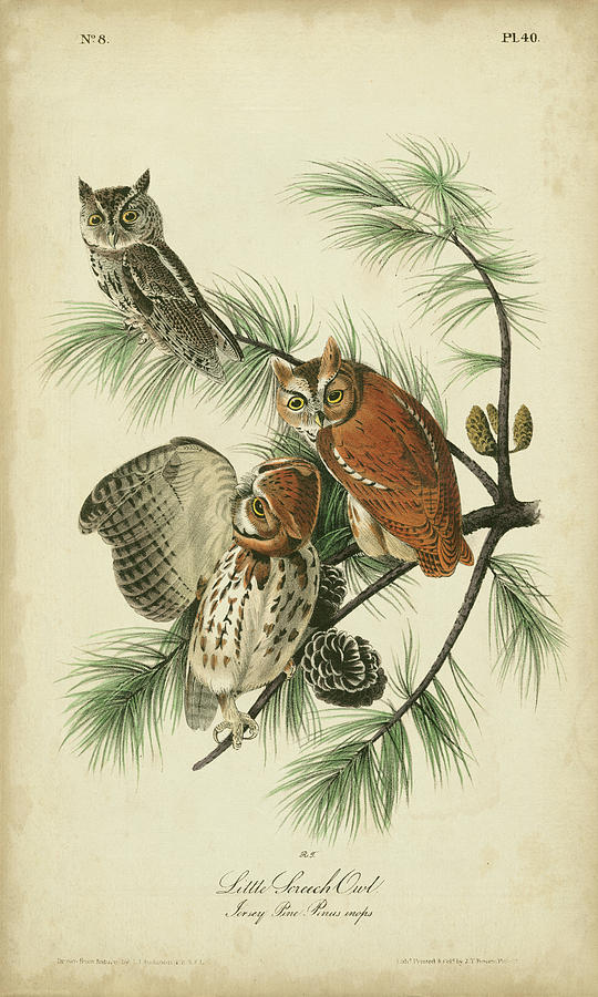 Animal Painting - Audubon Screech Owl by John James Audubon