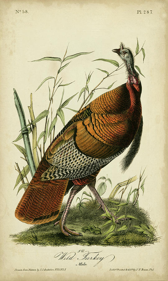 Bird Painting - Audubon Wild Turkey by John James Audubon