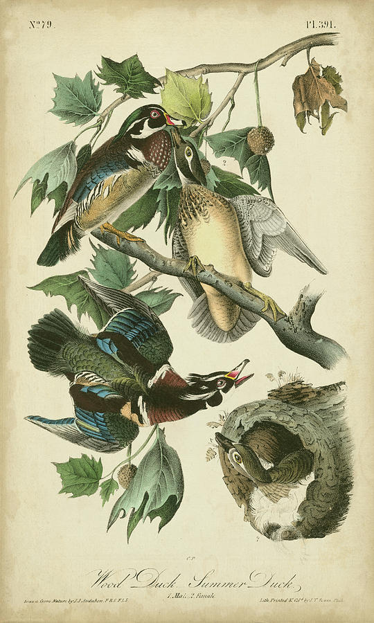 Audubon Wood Duck Painting by John James Audubon