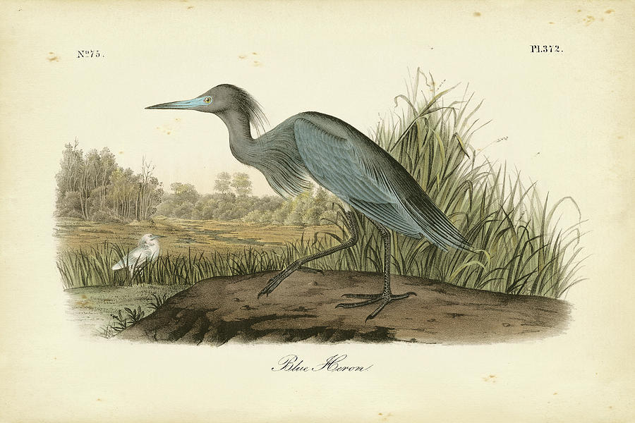 Bird Painting - Audubons Blue Heron by John James Audubon