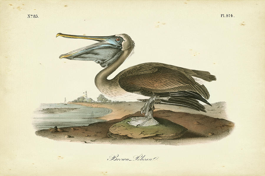 Bird Painting - Audubons Brown Pelican by John James Audubon