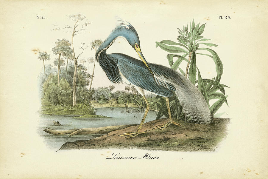 louisiana heron painting