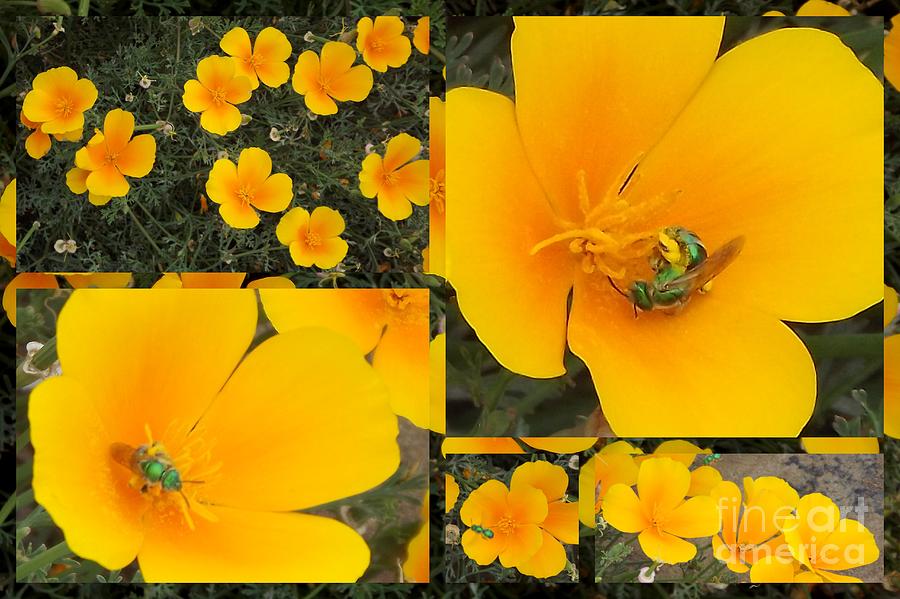 Augochlora Sweat Bee Collage Photograph by Linda Vanoudenhaegen
