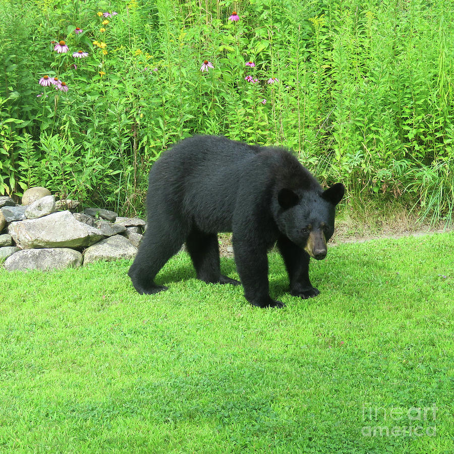 August Bear 3 Photograph by Amy E Fraser