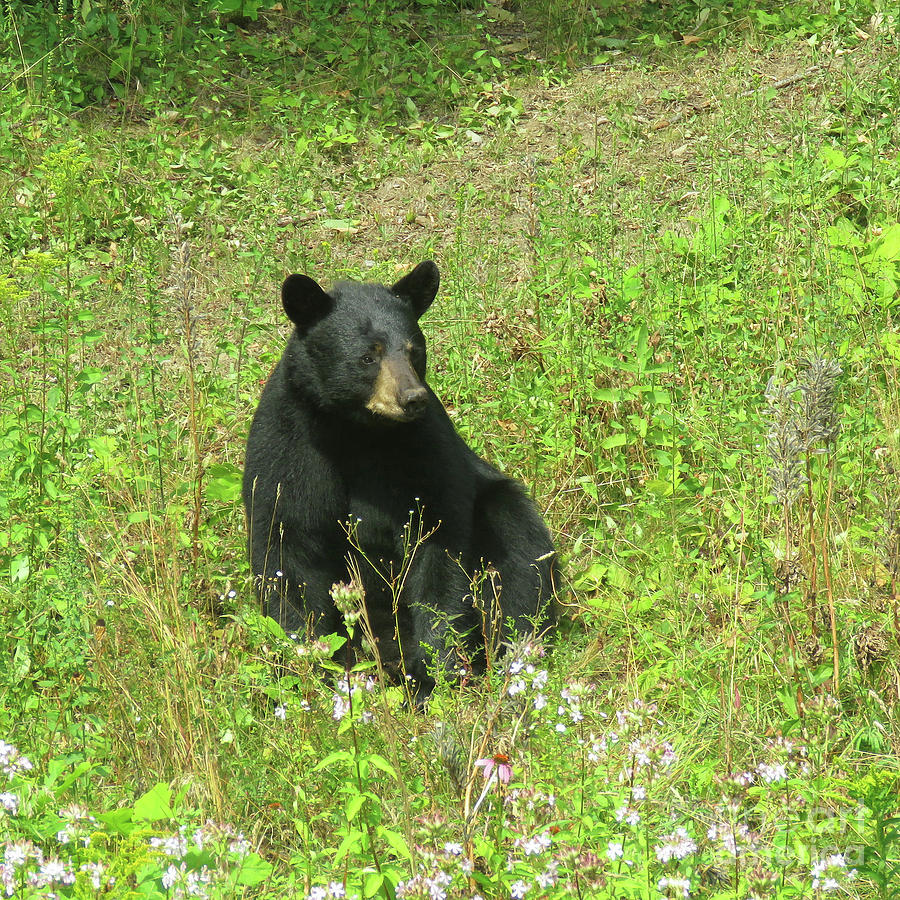 August Bear 4 Photograph by Amy E Fraser