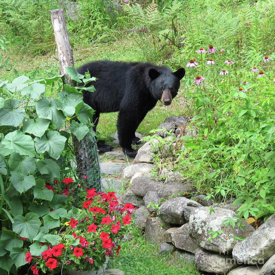August Bear 5 Photograph by Amy E Fraser