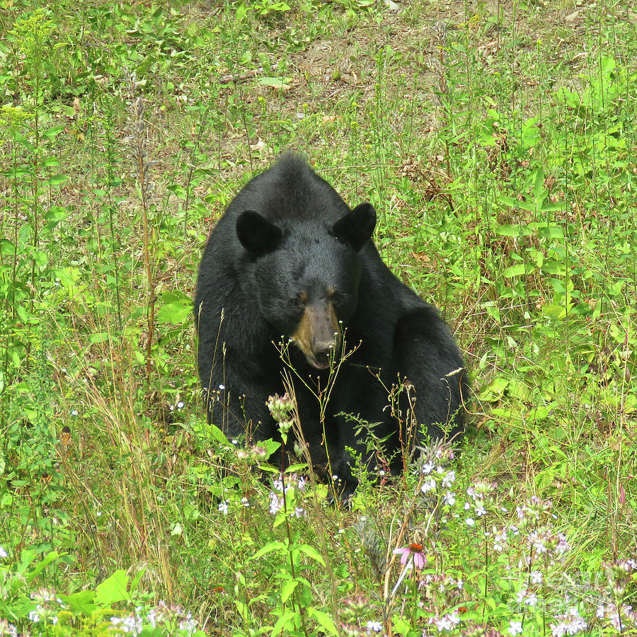 August Bear 6 Photograph by Amy E Fraser