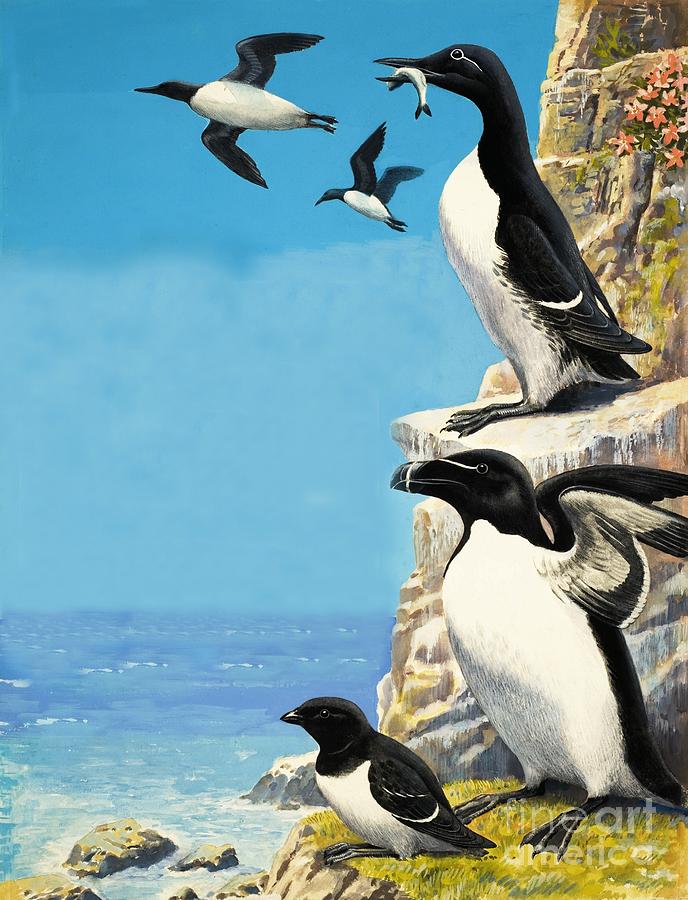 Bird Painting - Auks by Rb Davis