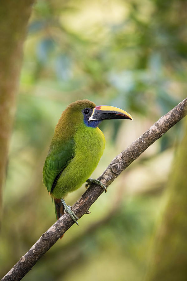 Bird Photograph - Aulacorhynchus Prasinus, Emerald Toucanet by Petr Simon