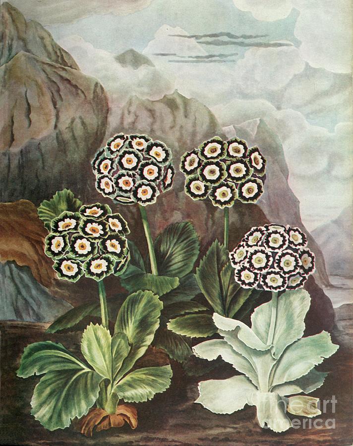 Auriculas Drawing by Print Collector - Fine Art America