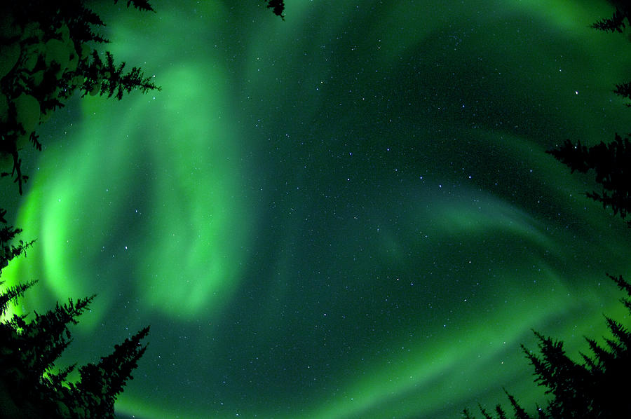 Aurora Borealis Above Trees In The Photograph by Wayne R Bilenduke