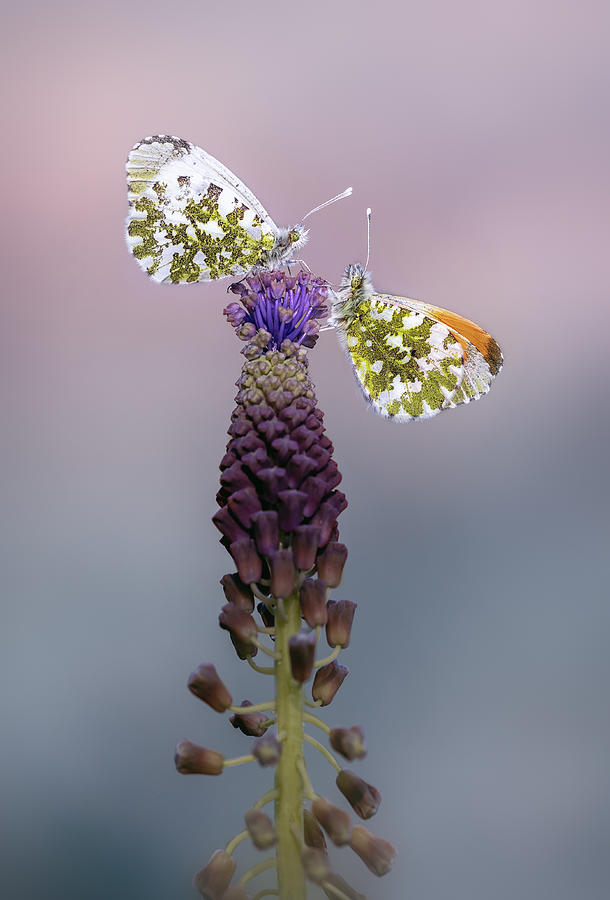 Butterfly Photograph - Aurora by Fabrizio Daminelli