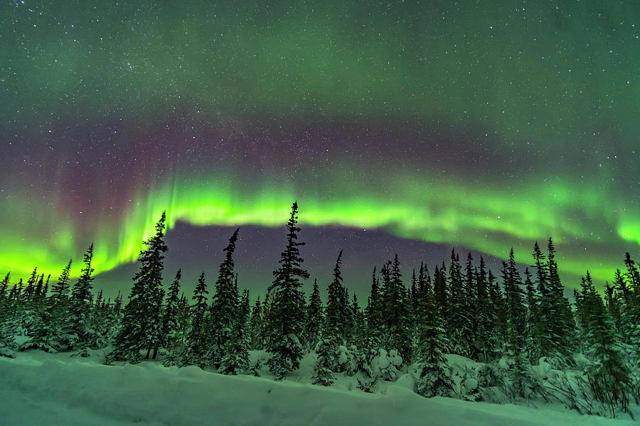 Aurora Over Snowy Trees Of The Northern Photograph by Alan Dyer - Fine ...