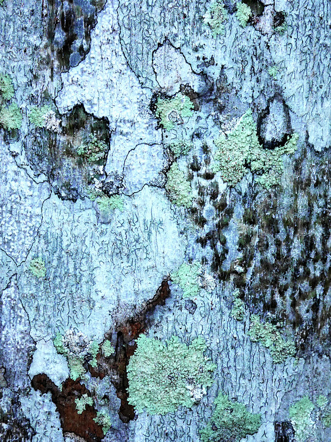 Aussie Gum Tree Bark - 12 Photograph by Lexa Harpell