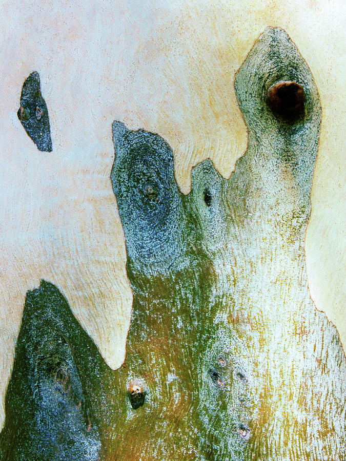 Aussie Gum Tree Bark - 14 Photograph by Lexa Harpell
