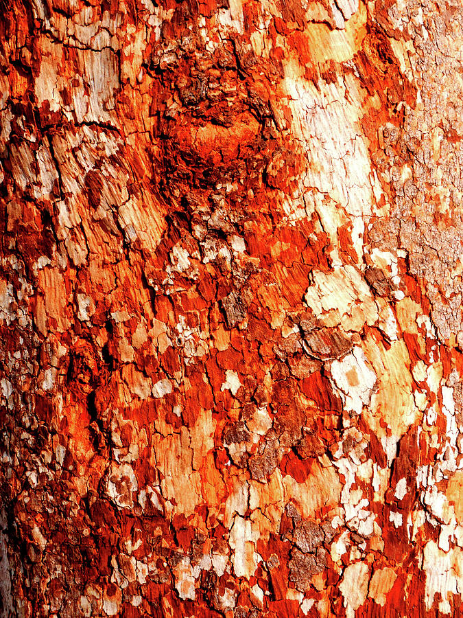 Aussie Gum Tree Bark - 15 Photograph by Lexa Harpell
