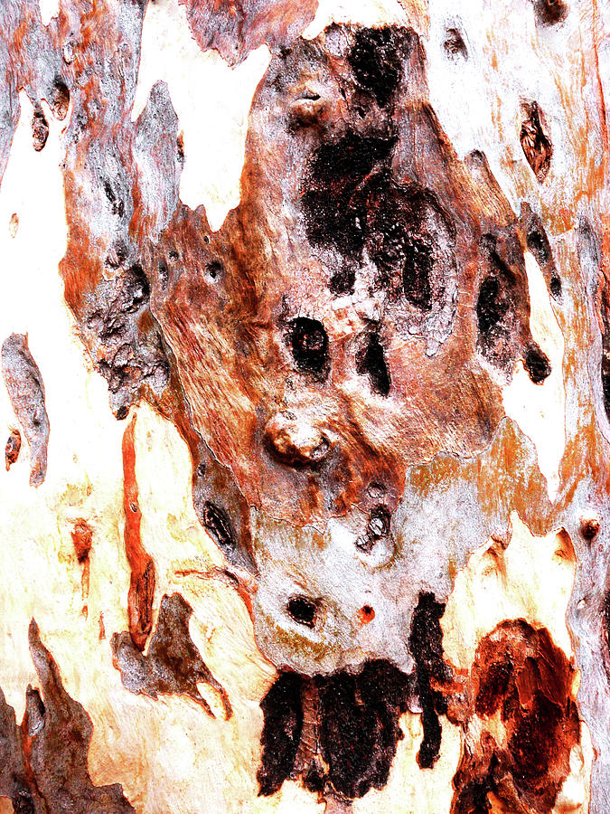 Aussie Gum Tree Bark - 17 Photograph by Lexa Harpell