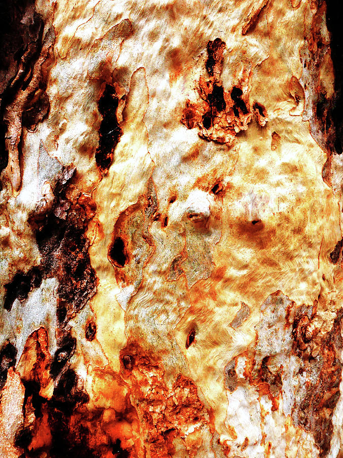 Aussie Gum Tree Bark - 19 Photograph by Lexa Harpell