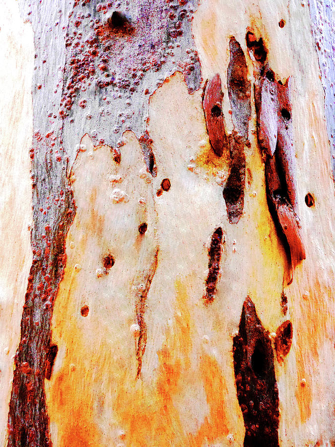 Aussie Gum Tree Bark - 21 Photograph by Lexa Harpell